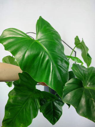 Philodendron Giganteum XXL | Sadzonka 6 | 65cm