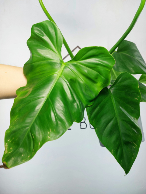 Philodendron Giganteum XXL | Sadzonka 6 | 65cm