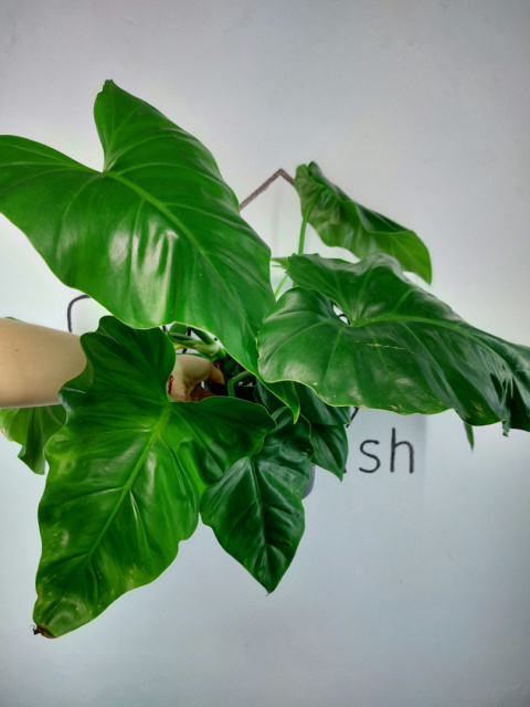 Philodendron Giganteum XXL | Sadzonka 6 | 65cm