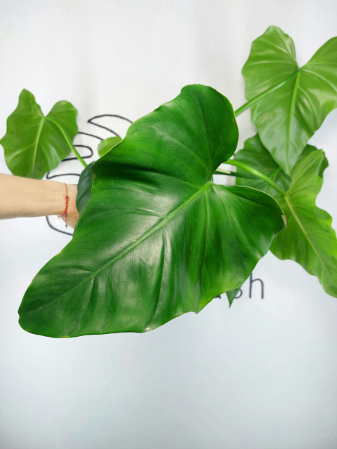 Philodendron Giganteum XXL | Sadzonka 6 | 65cm