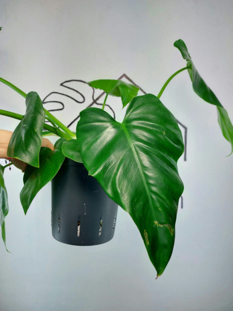 Philodendron Giganteum XXL | Sadzonka 6 | 65cm