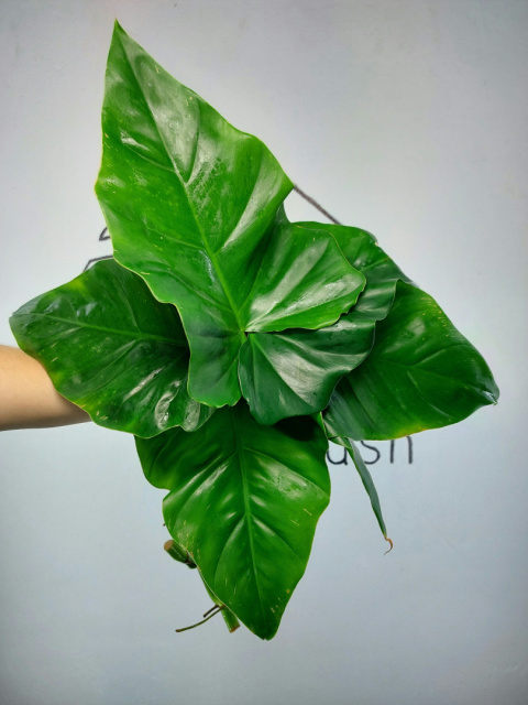 Philodendron Giganteum | Pędówka