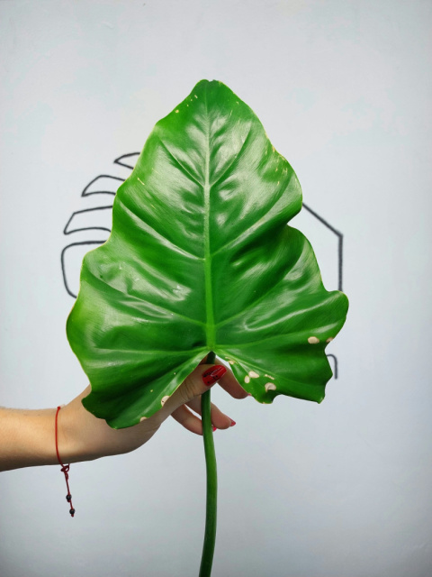 Philodendron Giganteum | Pędówka