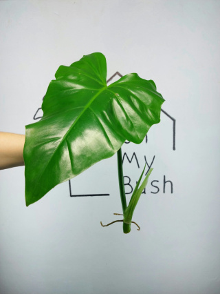 Philodendron Giganteum | Szczyt