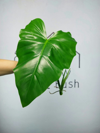 Philodendron Giganteum | Szczyt