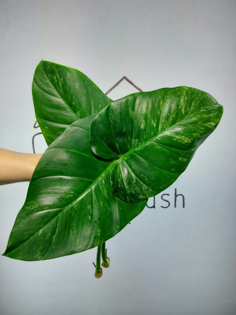 Philodendron Giganteum Variegata | Pędówka XL