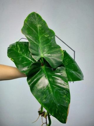 Philodendron Giganteum Variegata | Pędówka z uszkodzeniem