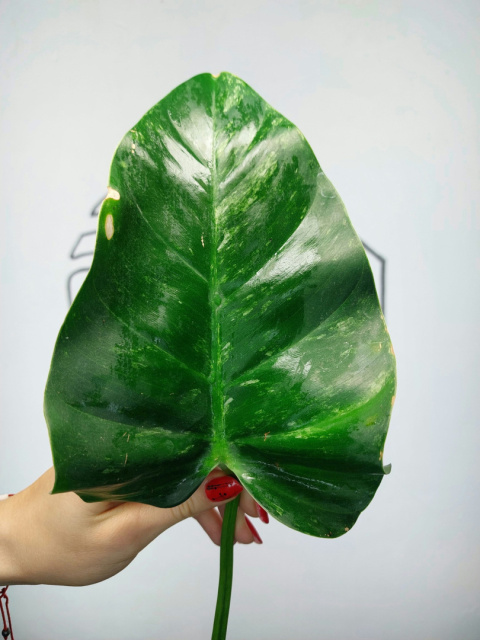 Philodendron Giganteum Variegata | Pędówka z uszkodzeniem