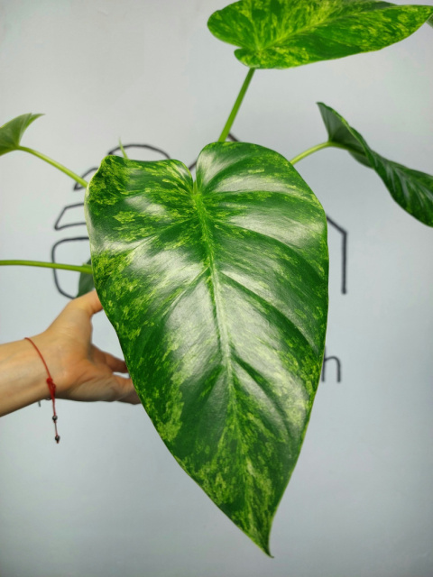 Philodendron Giganteum Variegata | Sadzonka 11 | 35cm