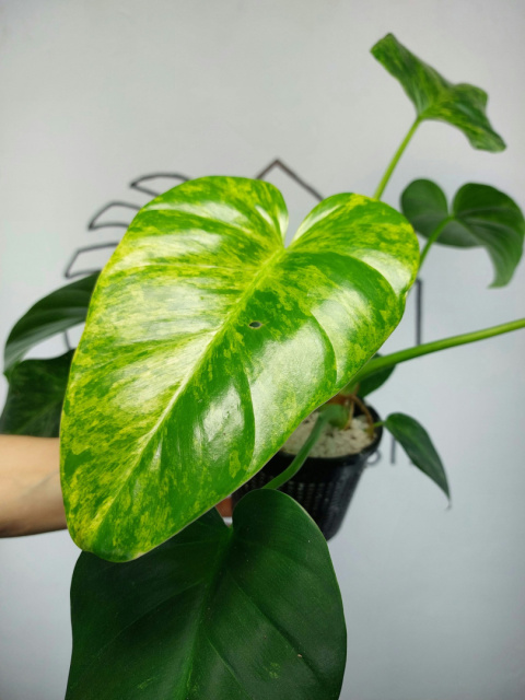 Philodendron Giganteum Variegata | Sadzonka 11 | 35cm