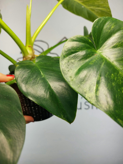 Philodendron Giganteum Variegata | Sadzonka 11 | 35cm