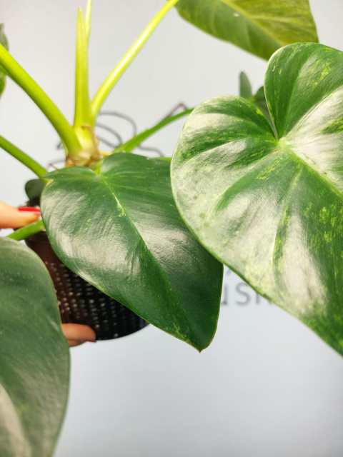 Philodendron Giganteum Variegata | Sadzonka 11 | 35cm