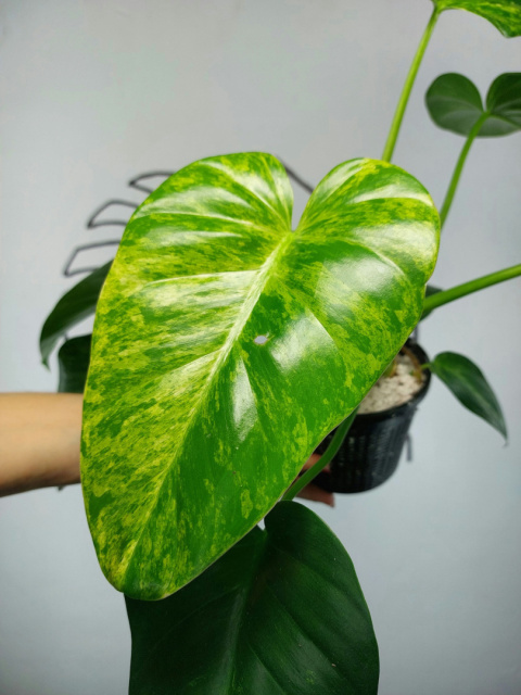 Philodendron Giganteum Variegata | Sadzonka 11 | 35cm