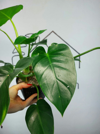 Philodendron Giganteum Variegata regres | Sadzonka 10 | 35cm