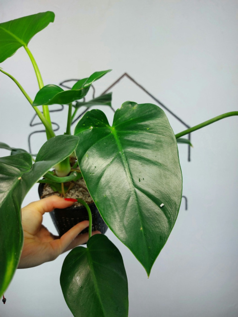 Philodendron Giganteum Variegata regres | Sadzonka 10 | 35cm