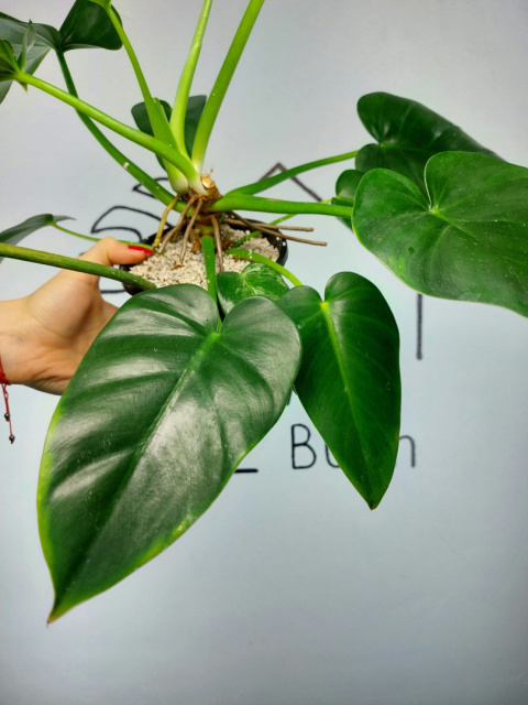 Philodendron Giganteum Variegata regres | Sadzonka 10 | 35cm