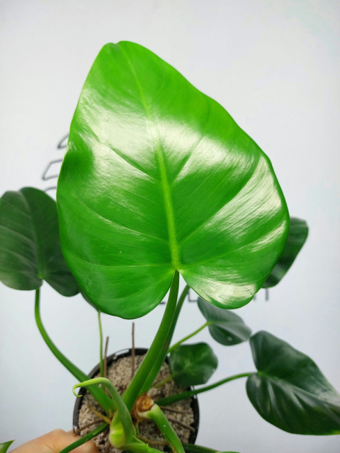 Philodendron Giganteum Variegata regres | Sadzonka 10 | 35cm