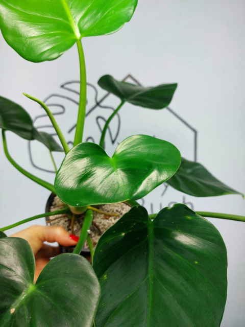 Philodendron Giganteum Variegata regres | Sadzonka 10 | 35cm