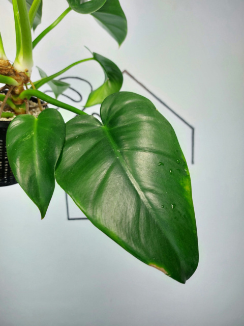 Philodendron Giganteum Variegata regres | Sadzonka 10 | 35cm