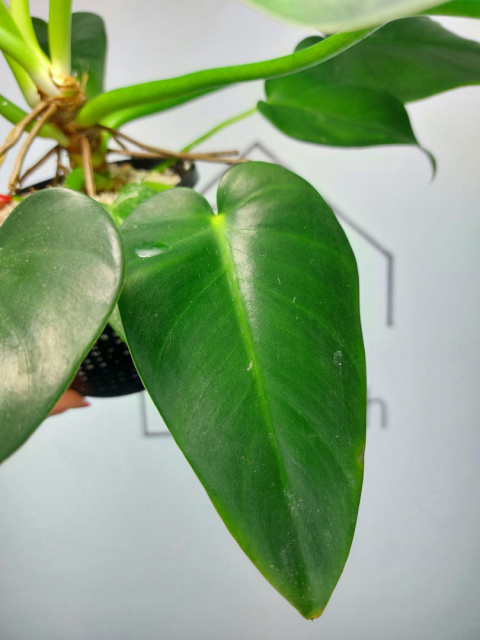 Philodendron Giganteum Variegata regres | Sadzonka 10 | 35cm