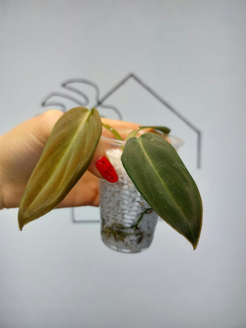 Philodendron Gigas | 10-15cm