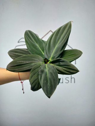 Philodendron Gigas | Pędówka XL