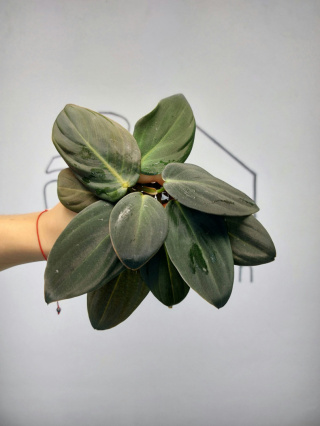 Philodendron Gigas | Pędówka