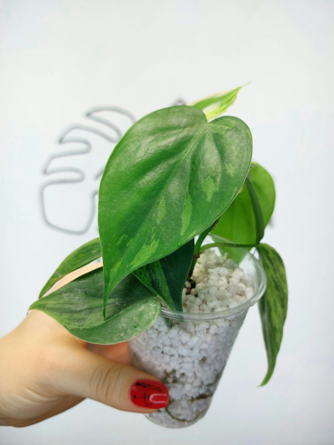 Philodendron Hederaceum var. Oxycardium Variegata | 10-15cm