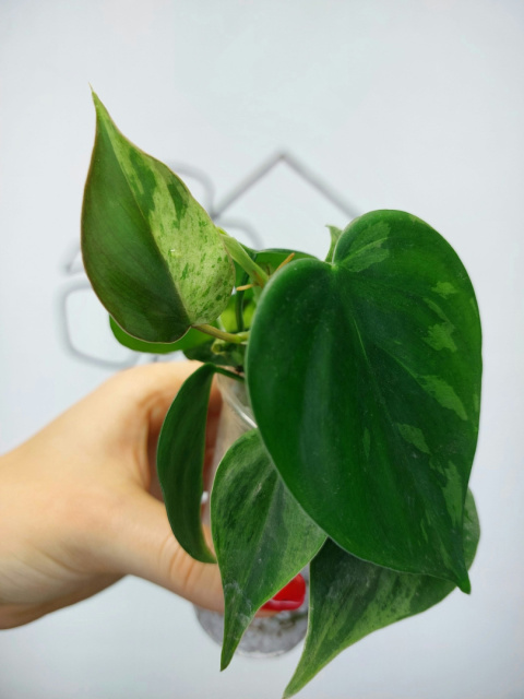 Philodendron Hederaceum var. Oxycardium Variegata | 10-15cm