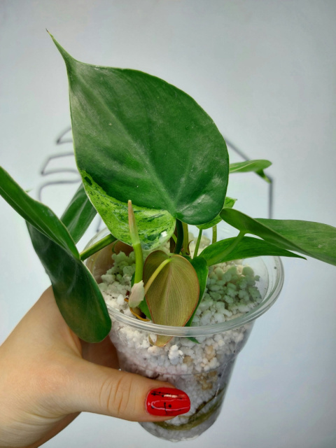 Philodendron Hederaceum var. Oxycardium Variegata | 15-20cm