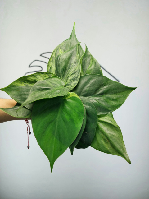 Philodendron Hederaceum var. Oxycardium Variegata | Pędówka