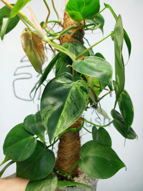 Philodendron Hederaceum var. Oxycardium Variegata | Sadzonka 4 | 45cm