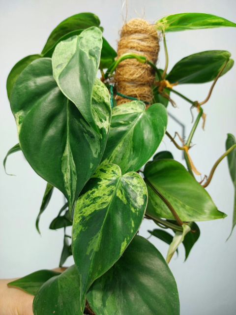 Philodendron Hederaceum var. Oxycardium Variegata | Sadzonka 4 | 45cm