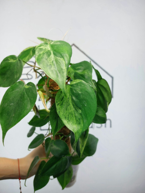 Philodendron Hederaceum var. Oxycardium Variegata | Sadzonka 4 | 45cm