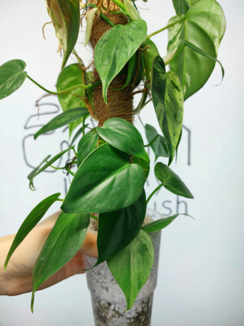 Philodendron Hederaceum var. Oxycardium Variegata | Sadzonka 4 | 45cm