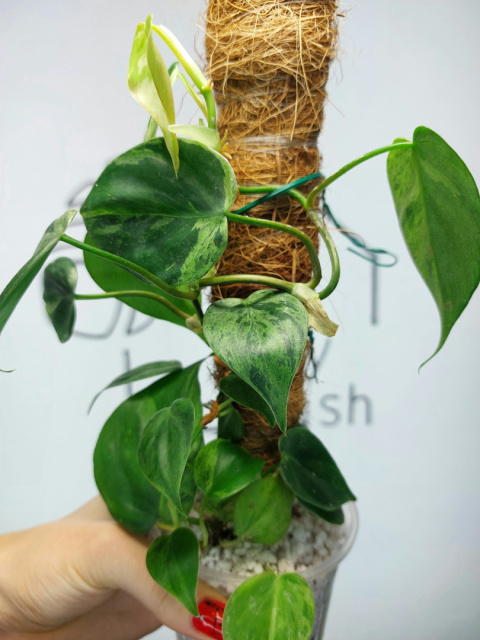 Philodendron Hederaceum var. Oxycardium Variegata | Sadzonka 5 | 30cm