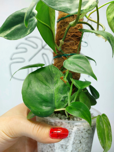 Philodendron Hederaceum var. Oxycardium Variegata | Sadzonka 5 | 30cm