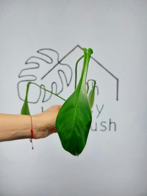 Philodendron Joepii | 20-25cm