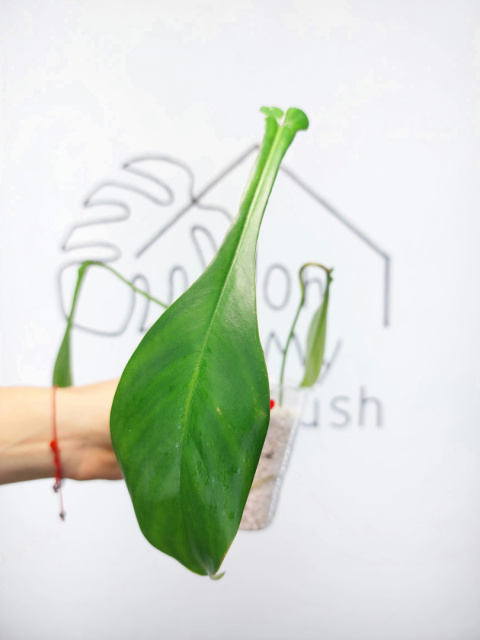 Philodendron Joepii | 20-25cm