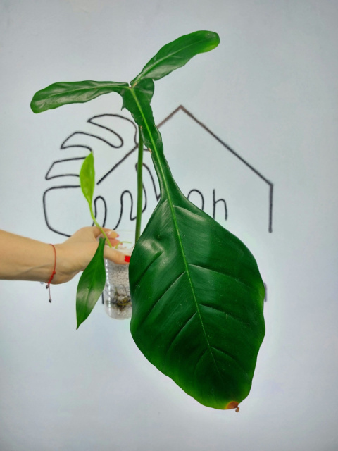 Philodendron Joepii | 35-40cm