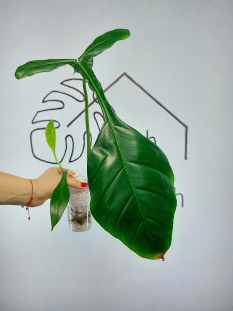 Philodendron Joepii | 35-40cm