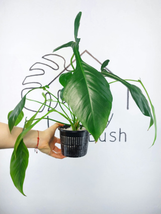 Philodendron Joepii | 40-45cm