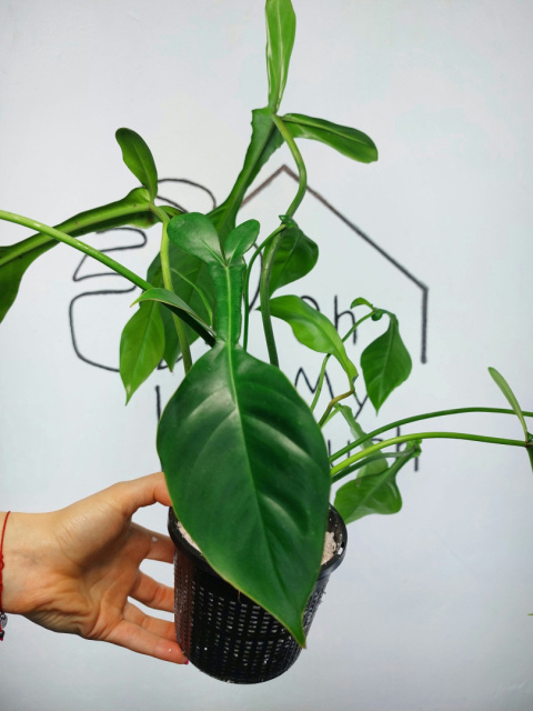 Philodendron Joepii | 40-45cm