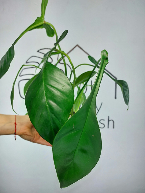 Philodendron Joepii | 40-45cm