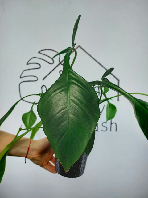 Philodendron Joepii | 40-45cm