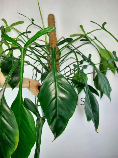 Philodendron Joepii XXL | Sadzonka 1 | 70cm