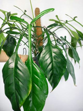 Philodendron Joepii XXL | Sadzonka 1 | 70cm