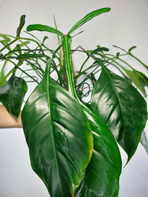 Philodendron Joepii XXL | Sadzonka 1 | 70cm