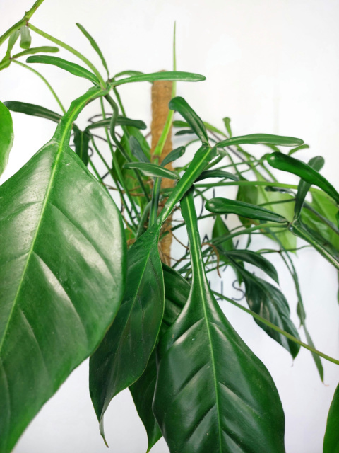 Philodendron Joepii XXL | Sadzonka 1 | 70cm