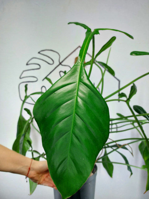 Philodendron Joepii XXL | Sadzonka 1 | 70cm